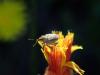 Parethelcus pollinarius